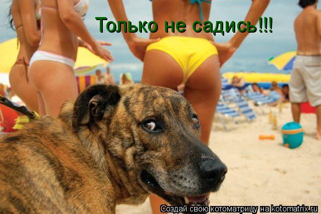 Только не садись!!!... Котоматрица: Только не садись!!!