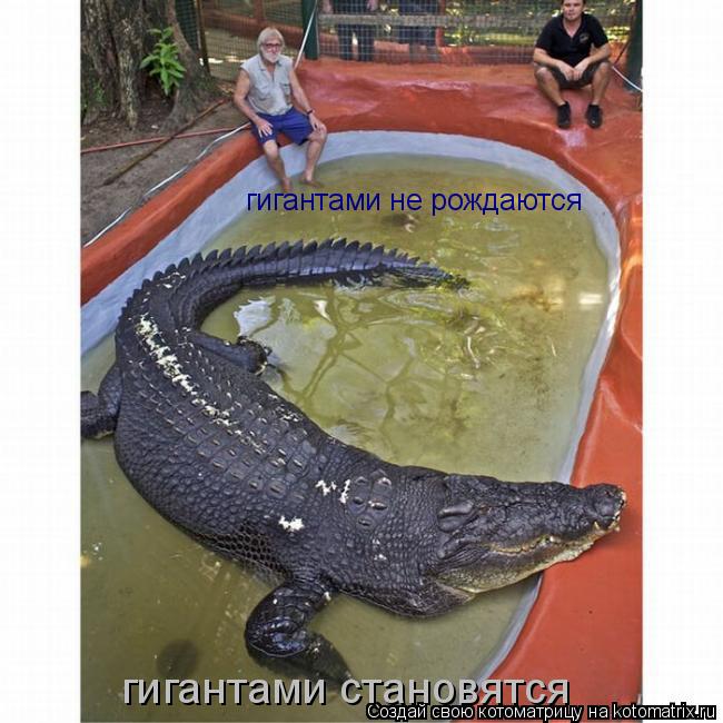 гигантами не рождаются гигантами становятся... Котоматрица: гигантами не рождаются гигантами становятся