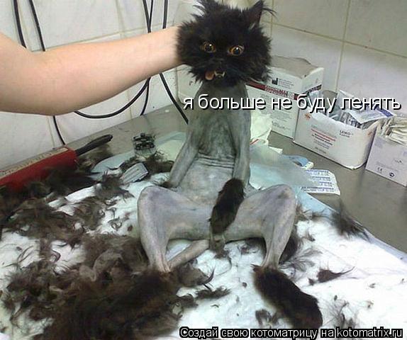 я больше не буду ленять... Котоматрица: я больше не буду ленять
