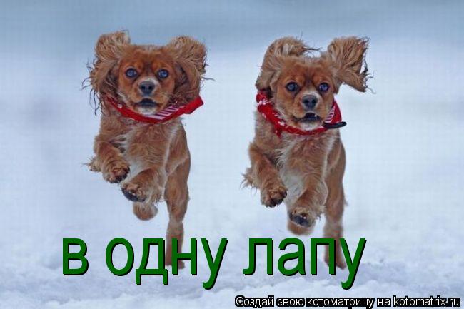 в одну лапу... Котоматрица: в одну лапу
