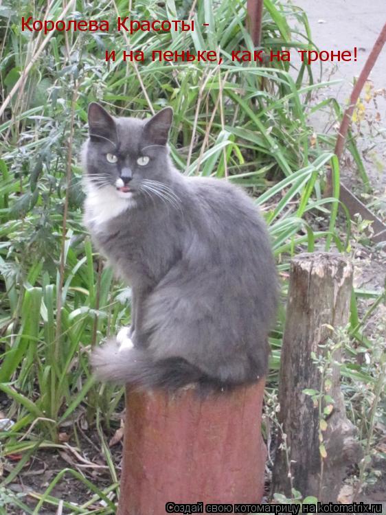 Королева Красоты - и на пеньке, как на троне!... Котоматрица: Королева Красоты - и на пеньке, как на троне!