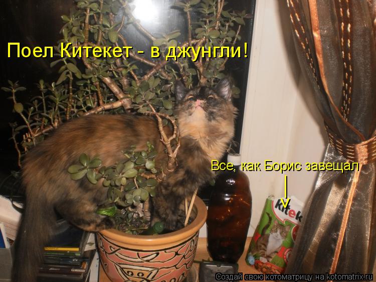 Поел Китекет - в джунгли! Все, как Борис завещал __ >... Котоматрица: Поел Китекет - в джунгли! Все, как Борис завещал __ >