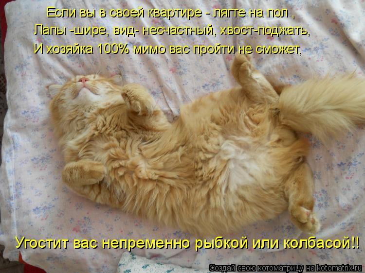 Если вы в своей квартире - лягте на пол , Лапы -шире, вид- несчастный, хвост-поджать, И хозяйка 100% ... Котоматрица: Если вы в своей квартире - лягте на пол , Лапы -шире, вид- несчастный, хвост-поджать, И хозяйка 100% мимо вас пройти не сможет, Угостит вас непрем