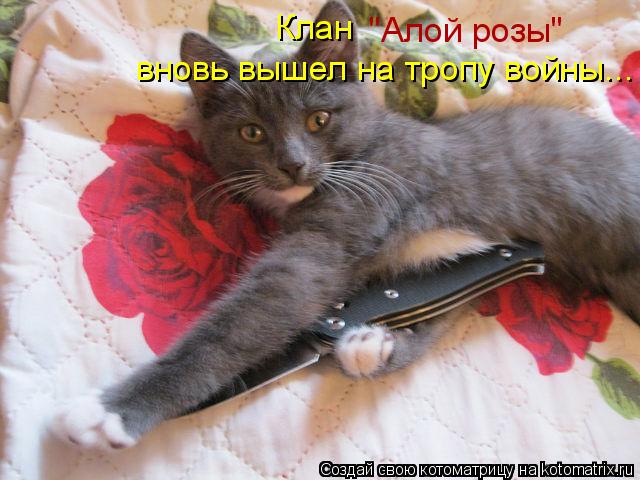 Клан "Алой розы" вновь вышел на тропу войны...... Котоматрица: Клан "Алой розы" вновь вышел на тропу войны...