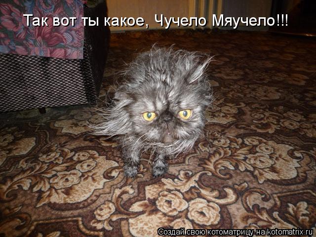 Так вот ты какое, Чучело Мяучело!!!... Котоматрица: Так вот ты какое, Чучело Мяучело!!!