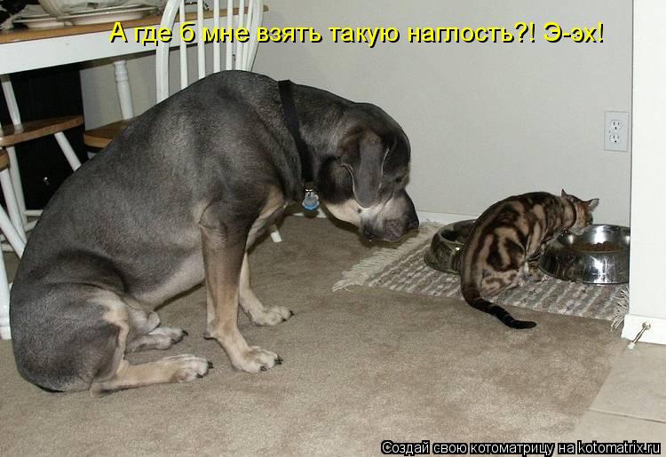 А где б мне взять такую наглость?! Э-эх!... Котоматрица: А где б мне взять такую наглость?! Э-эх!