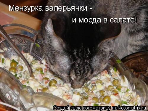 Мензурка валерьянки - и морда в салате!... Котоматрица: Мензурка валерьянки - и морда в салате!