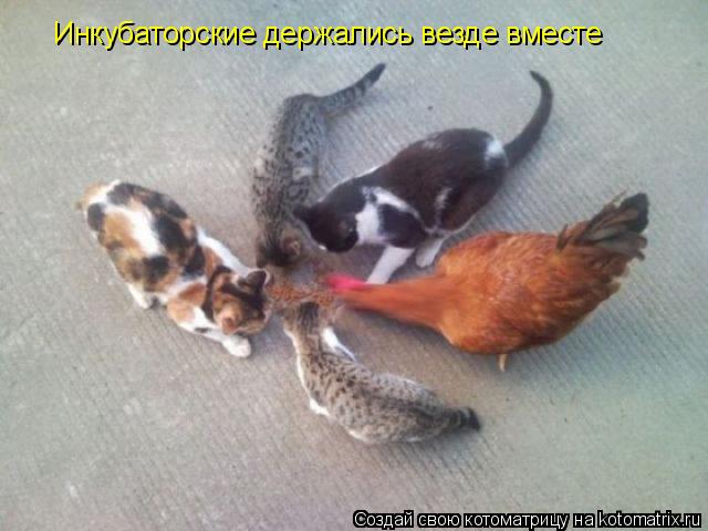 Инкубаторские держались везде вместе... Котоматрица: Инкубаторские держались везде вместе