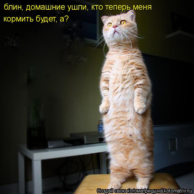 блин, домашние ушли, кто теперь меня кормить будет, а?... Котоматрица: блин, домашние ушли, кто теперь меня кормить будет, а?