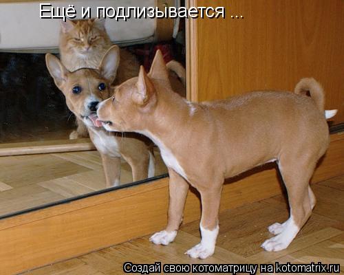 Ещё и подлизывается ...... Котоматрица: Ещё и подлизывается ...
