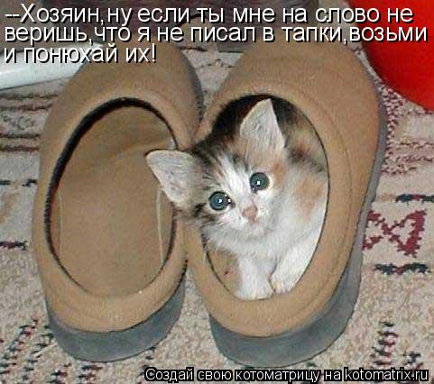 --Хозяин,ну если ты мне на слово не веришь,что я не писал в тапки,возьми и понюхай их!... Котоматрица: --Хозяин,ну если ты мне на слово не веришь,что я не писал в тапки,возьми и понюхай их!