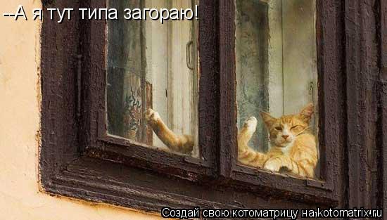 --А я тут типа загораю!... Котоматрица: --А я тут типа загораю!