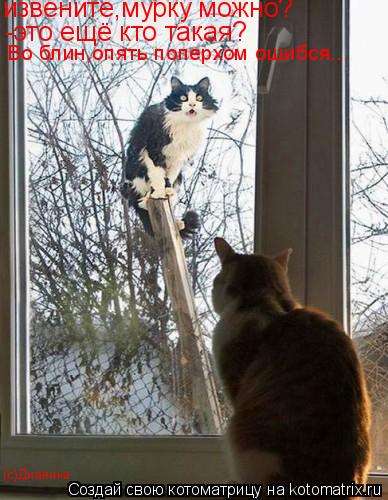 извените,мурку можно? -это ещё кто такая? Во блин,опять поперхом ошибся... (с)Дианика... Котоматрица: извените,мурку можно? -это ещё кто такая? Во блин,опять поперхом ошибся... (с)Дианика