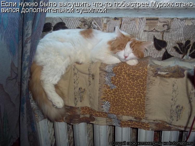 Если нужно было высушить что-то побыстрее,Мурзик стано- вился дополнительной сушилкой.... Котоматрица: Если нужно было высушить что-то побыстрее,Мурзик стано- вился дополнительной сушилкой.