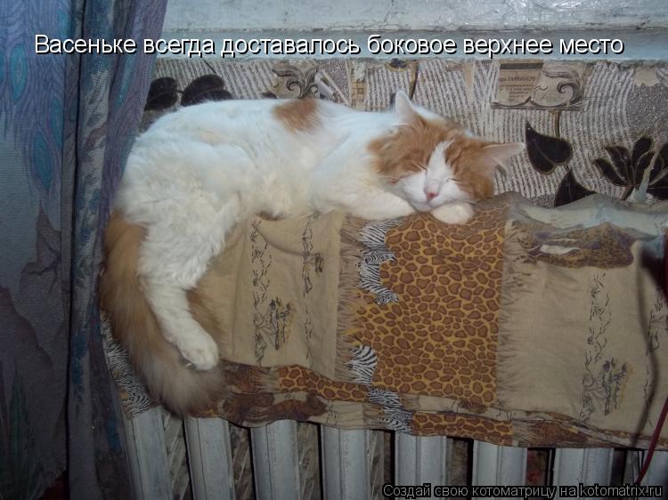 Васеньке всегда доставалось боковое верхнее место... Котоматрица: Васеньке всегда доставалось боковое верхнее место