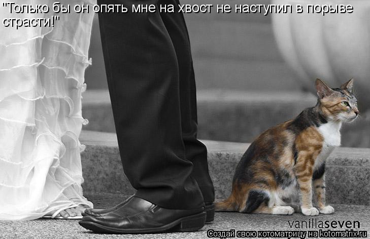 "Только бы он опять мне на хвост не наступил в порыве страсти!"... Котоматрица: "Только бы он опять мне на хвост не наступил в порыве страсти!"