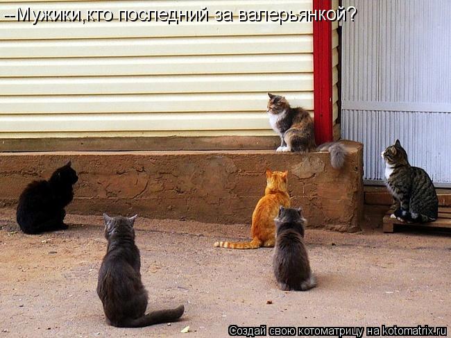 --Мужики,кто последний за валерьянкой?... Котоматрица: --Мужики,кто последний за валерьянкой?