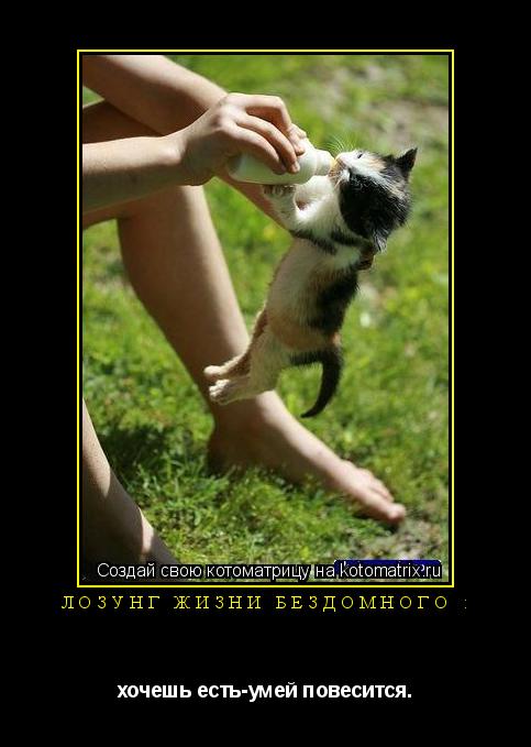 Лозунг жизни бездомного : хочешь есть-умей повесится.... Котоматрица: Лозунг жизни бездомного : хочешь есть-умей повесится.