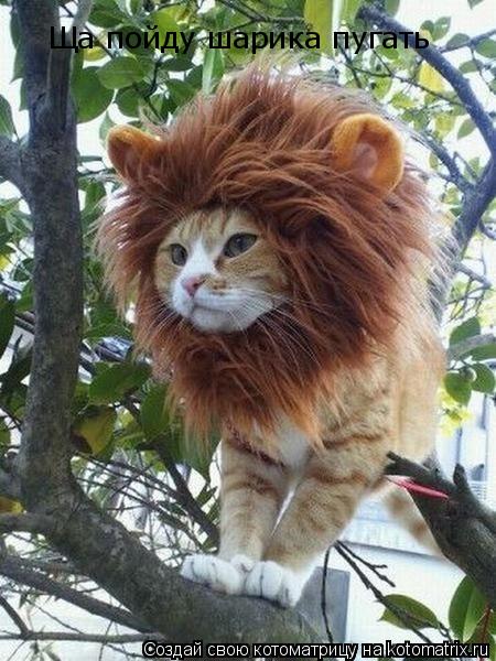 Ща пойду шарика пугать... Котоматрица: Ща пойду шарика пугать
