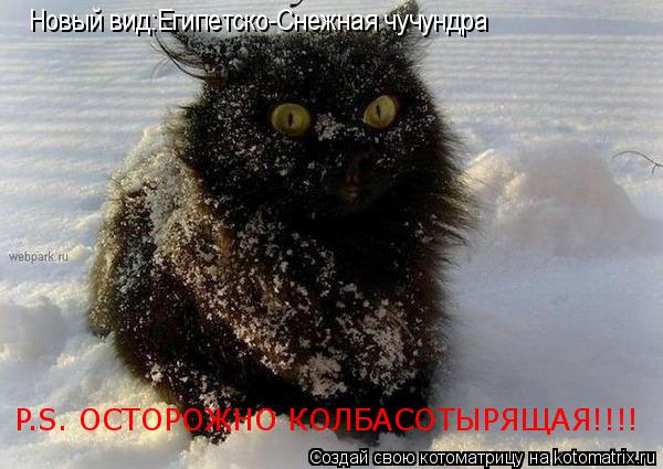 Новый вид:Египетско-Снежная чучундра P.S. ОСТОРОЖНО КОЛБАСОТЫРЯЩАЯ!!!!... Котоматрица: Новый вид:Египетско-Снежная чучундра P.S. ОСТОРОЖНО КОЛБАСОТЫРЯЩАЯ!!!!