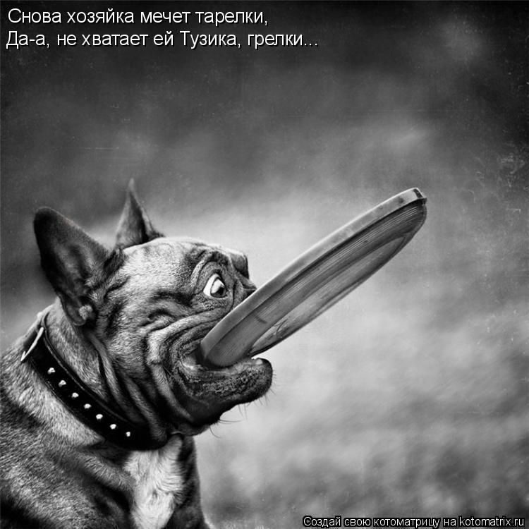 Снова хозяйка мечет тарелки, Да-а, не хватает ей Тузика, грелки...... Котоматрица: Снова хозяйка мечет тарелки, Да-а, не хватает ей Тузика, грелки...