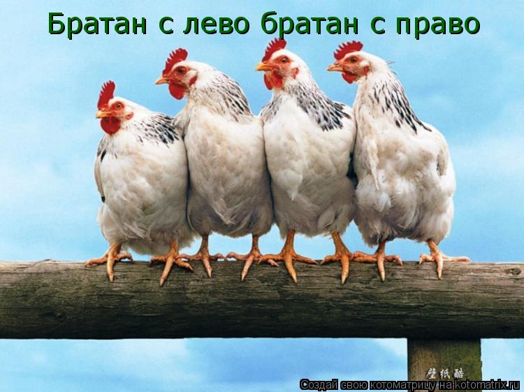 Братан с лево братан с право... Котоматрица: Братан с лево братан с право