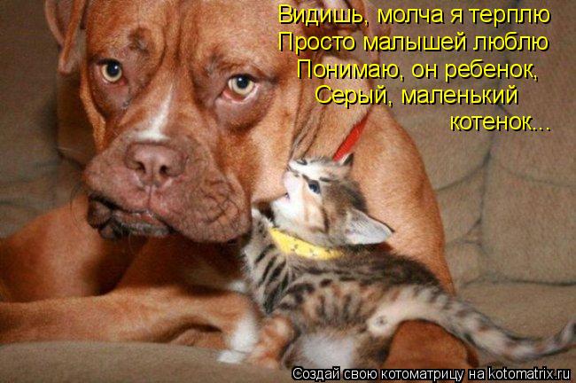 Видишь, молча я терплю Просто малышей люблю Понимаю, он ребенок, Серый, маленький котенок...... Котоматрица: Видишь, молча я терплю Просто малышей люблю Понимаю, он ребенок, Серый, маленький котенок...