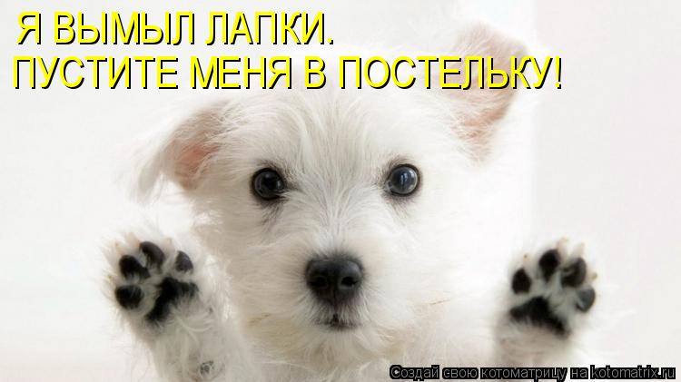 Я ВЫМЫЛ ЛАПКИ. ПУСТИТЕ МЕНЯ В ПОСТЕЛЬКУ!... Котоматрица: Я ВЫМЫЛ ЛАПКИ. ПУСТИТЕ МЕНЯ В ПОСТЕЛЬКУ!