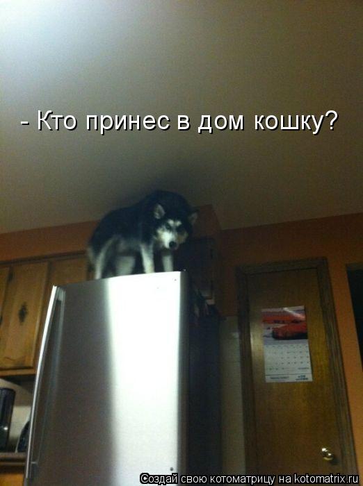 - Кто принес в дом кошку?... Котоматрица: - Кто принес в дом кошку?
