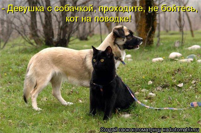 - Девушка с собачкой, проходите, не бойтесь, кот на поводке!... Котоматрица: - Девушка с собачкой, проходите, не бойтесь, кот на поводке!
