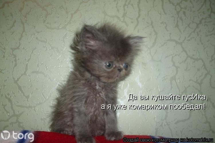 Да вы кушайте гусИка, а я уже комариком пообедал!... Котоматрица: Да вы кушайте гусИка, а я уже комариком пообедал!