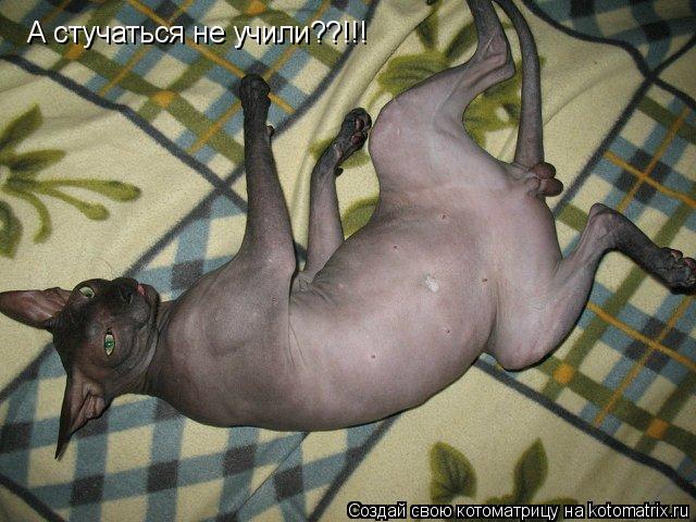 А стучаться не учили??!!!... Котоматрица: А стучаться не учили??!!!