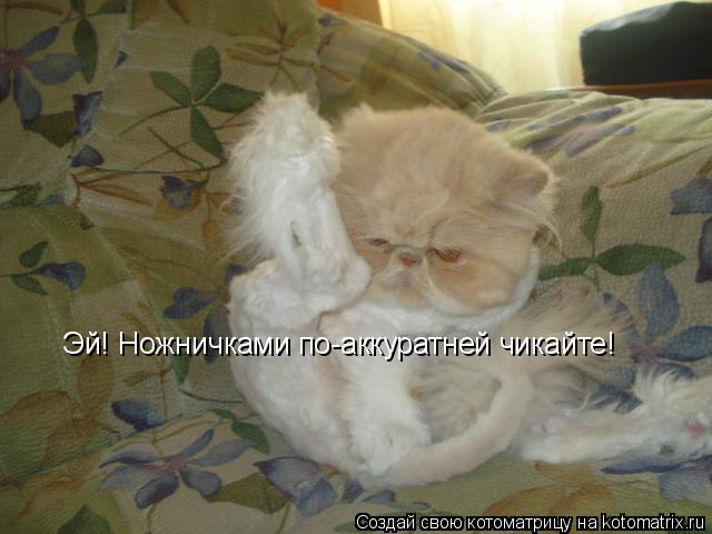 Эй! Ножничками по-аккуратней чикайте!... Котоматрица: Эй! Ножничками по-аккуратней чикайте!