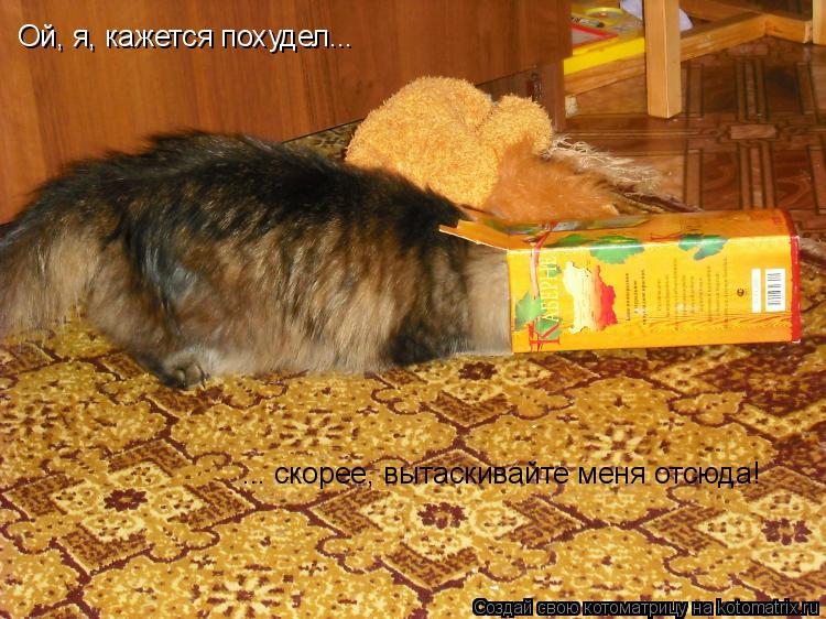 ... скорее, вытаскивайте меня отсюда! Ой, я, кажется похудел...... Котоматрица: ... скорее, вытаскивайте меня отсюда! Ой, я, кажется похудел...