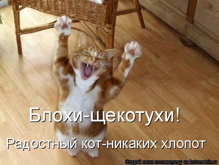 Блохи-щекотухи! Радостный кот-никаких хлопот... Котоматрица: Блохи-щекотухи! Радостный кот-никаких хлопот