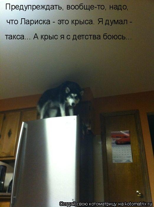 Предупреждать, вообще-то, надо, что Лариска - это крыса. Я думал - такса... А крыс я с детства боюс... Котоматрица: Предупреждать, вообще-то, надо, что Лариска - это крыса. Я думал - такса... А крыс я с детства боюсь...