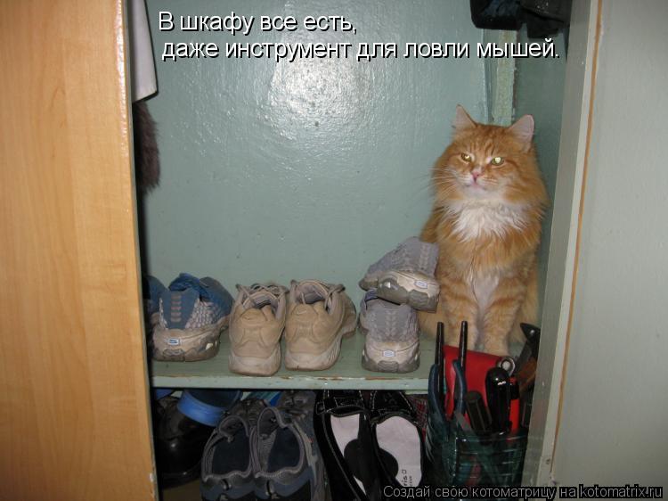 В шкафу все есть, даже инструмент для ловли мышей.... Котоматрица: В шкафу все есть, даже инструмент для ловли мышей.