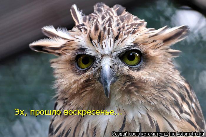 Эх, прошло воскресенье...... Котоматрица: Эх, прошло воскресенье...