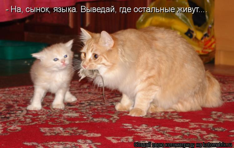 - На, сынок, языка. Выведай, где остальные живут....... Котоматрица: - На, сынок, языка. Выведай, где остальные живут....