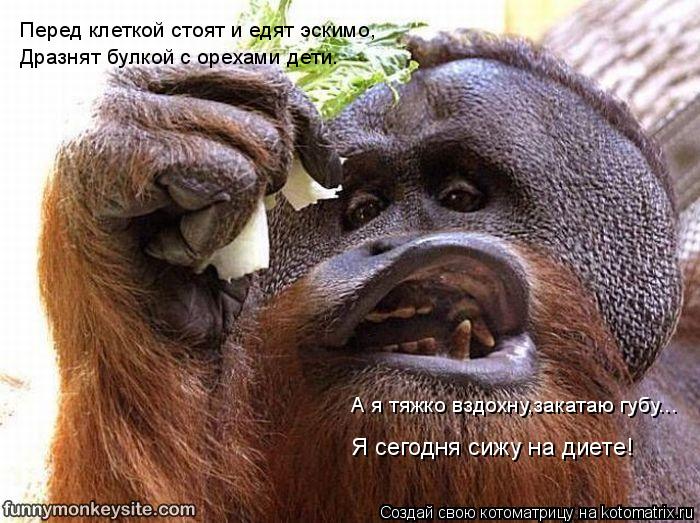 Перед клеткой стоят и едят эскимо, Дразнят булкой с орехами дети. А я тяжко вздохну,закатаю губу... Я... Котоматрица: Перед клеткой стоят и едят эскимо, Дразнят булкой с орехами дети. А я тяжко вздохну,закатаю губу... Я сегодня сижу на диете!