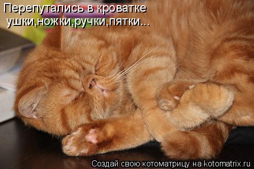 Перепутались в кроватке ушки,ножки,ручки,пятки...... Котоматрица: Перепутались в кроватке ушки,ножки,ручки,пятки...