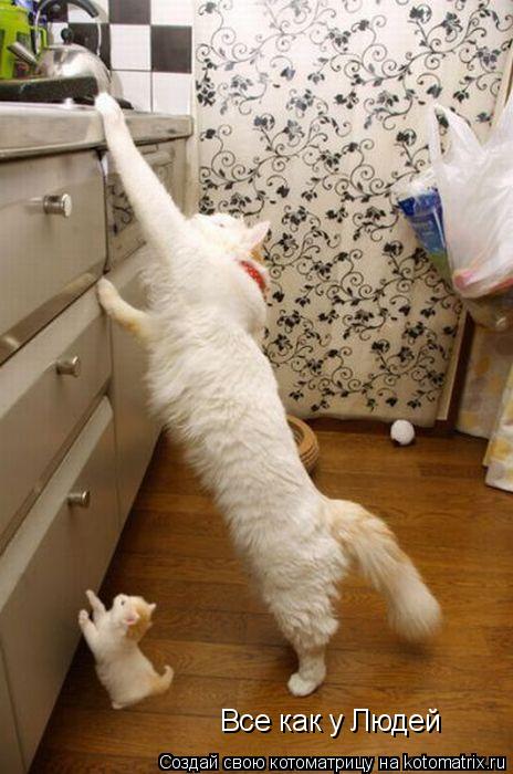 Все как у Людей... Котоматрица: Все как у Людей