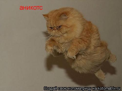 аникотс... Котоматрица: аникотс