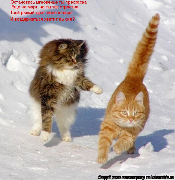Остановись мгновенье ты прекрасна Еще не март, но ты так страстна Твой рыжий цвет меня пленил И возде... Котоматрица: Остановись мгновенье ты прекрасна Еще не март, но ты так страстна Твой рыжий цвет меня пленил И воздержаться хватит ль сил?