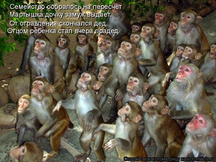 Семейство собралось на пересчет Мартышка дочку замуж выдает, От отравления скончался дед, Отцом ребен... Котоматрица: Семейство собралось на пересчет Мартышка дочку замуж выдает, От отравления скончался дед, Отцом ребенка стал вчера прадед
