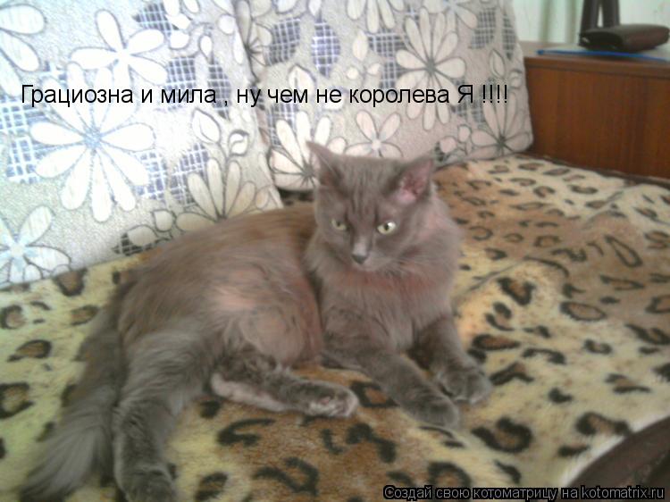 Грациозна и мила , ну чем не королева Я !!!!... Котоматрица: Грациозна и мила , ну чем не королева Я !!!!