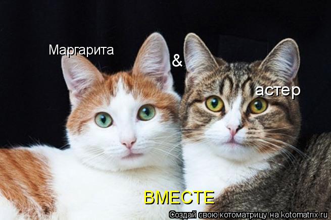 Маргарита & астер ВМЕСТЕ... Котоматрица: Маргарита & астер ВМЕСТЕ