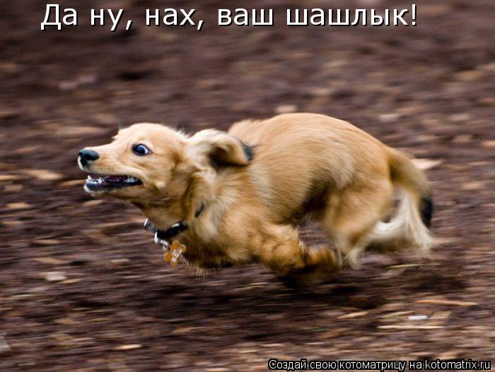 Да ну, нах, ваш шашлык!... Котоматрица: Да ну, нах, ваш шашлык!