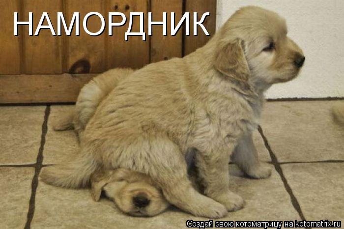 НАМОРДНИК... Котоматрица: НАМОРДНИК