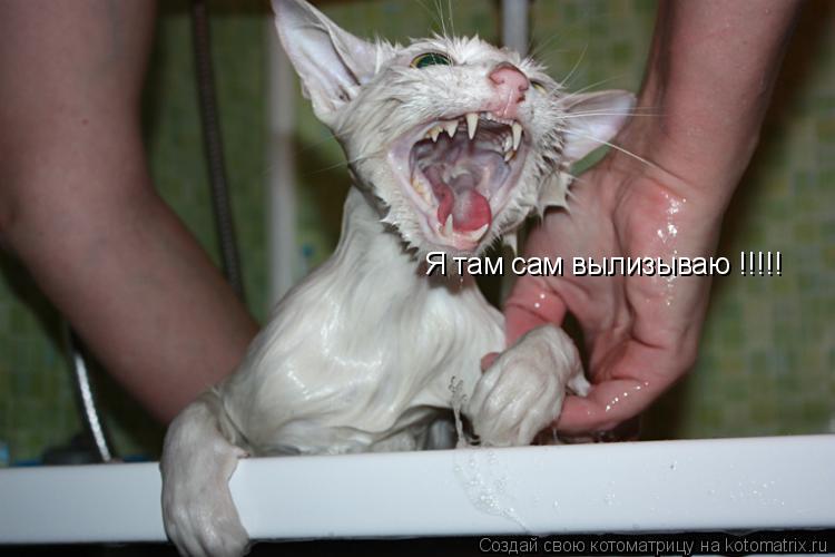 Я там сам вылизываю !!!!!... Котоматрица: Я там сам вылизываю !!!!!